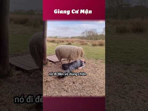 Để coi nuôi đứa nào đáng 😂 #giangcuman