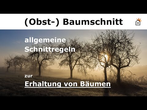 allgemeine Schnittregeln zur Erhaltung von Bäumen
