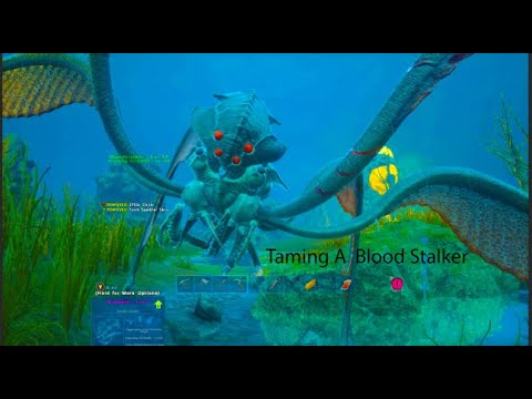 This Took 7 Hours (Taming A Blood Stalker)
