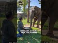 Elephant One Of The Most Intelligent Animals In The World Shorts Animals Viral