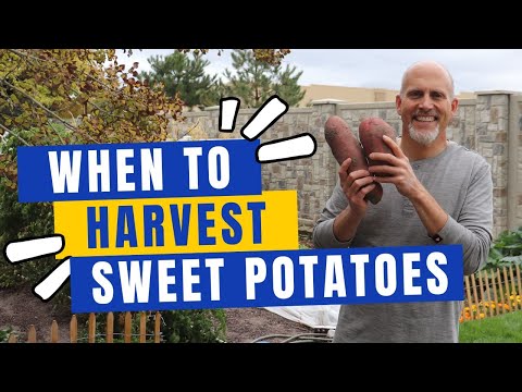 When to Harvest Sweet Potatoes + How to Cure Sweet Potatoes