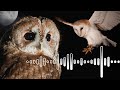 British Owls Know Them By Their Hoots Animal Sounds Robert E Fuller