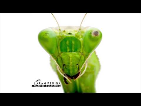 Es música (con Lady Yaco)