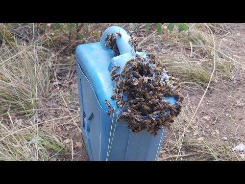 , title : 'فخ النحل : كيفية صيد نحل العسل Bee trap.'