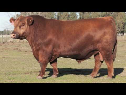 Semen 2016 de Toros criados en La Torcacita!