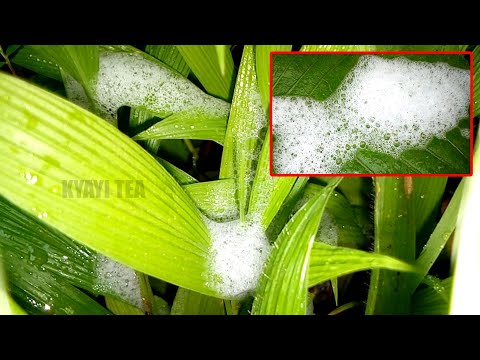 Asiiga Amalusu mu Mana nawe Atawanyizibwa Amalusu Amanji nga Mwekuba Kissi