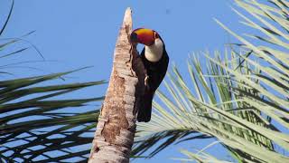 tucano procurando ovos de outros pássaros