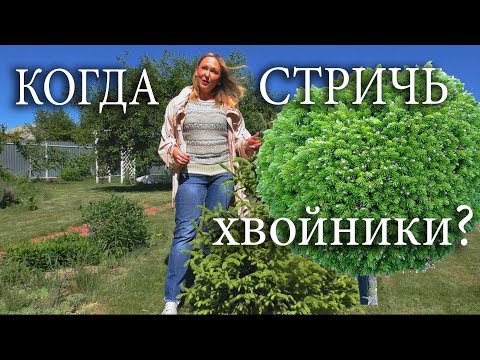 Формирование хвойных ,обрезка сосны, живая изгородь