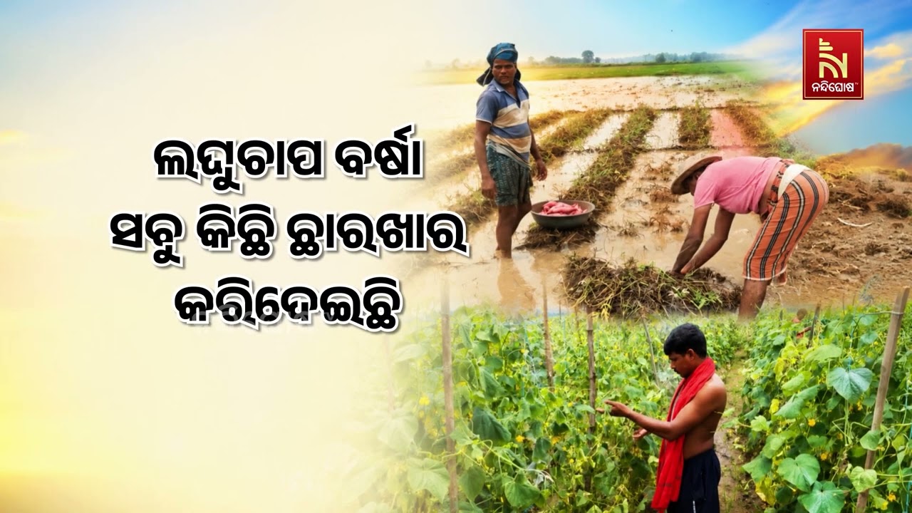 ଲଘୁଚାପ ଜନିତ ଲଗାଣ ବର୍ଷାରେ ଉଜୁଡିଲା କଟକ ଜିଲ୍ଲା ତିଗିରିଆ 