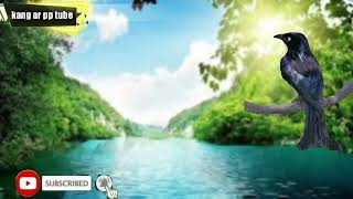 Download lagu Masteran Srigunting 100 % gacor cocok buat pikatan di alam bebas mp3