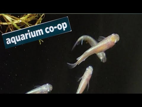 A Trip to Aquarium Co-Op and new Platinum Medaka Rice Fish!