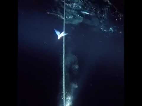 Pelagic Magic scuba dive hawaii