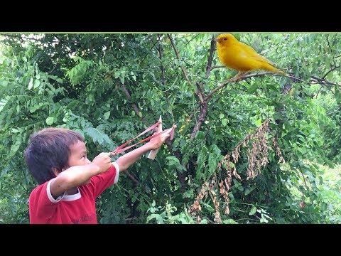 He is Amazing to Use Slingshot-Boy Shot Many bird Near His Village-Slingshot Shooting