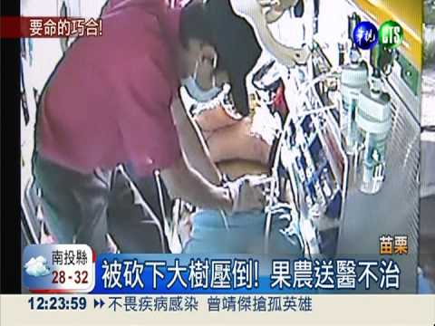 命人砍遮陽大樹! 果農被樹壓死