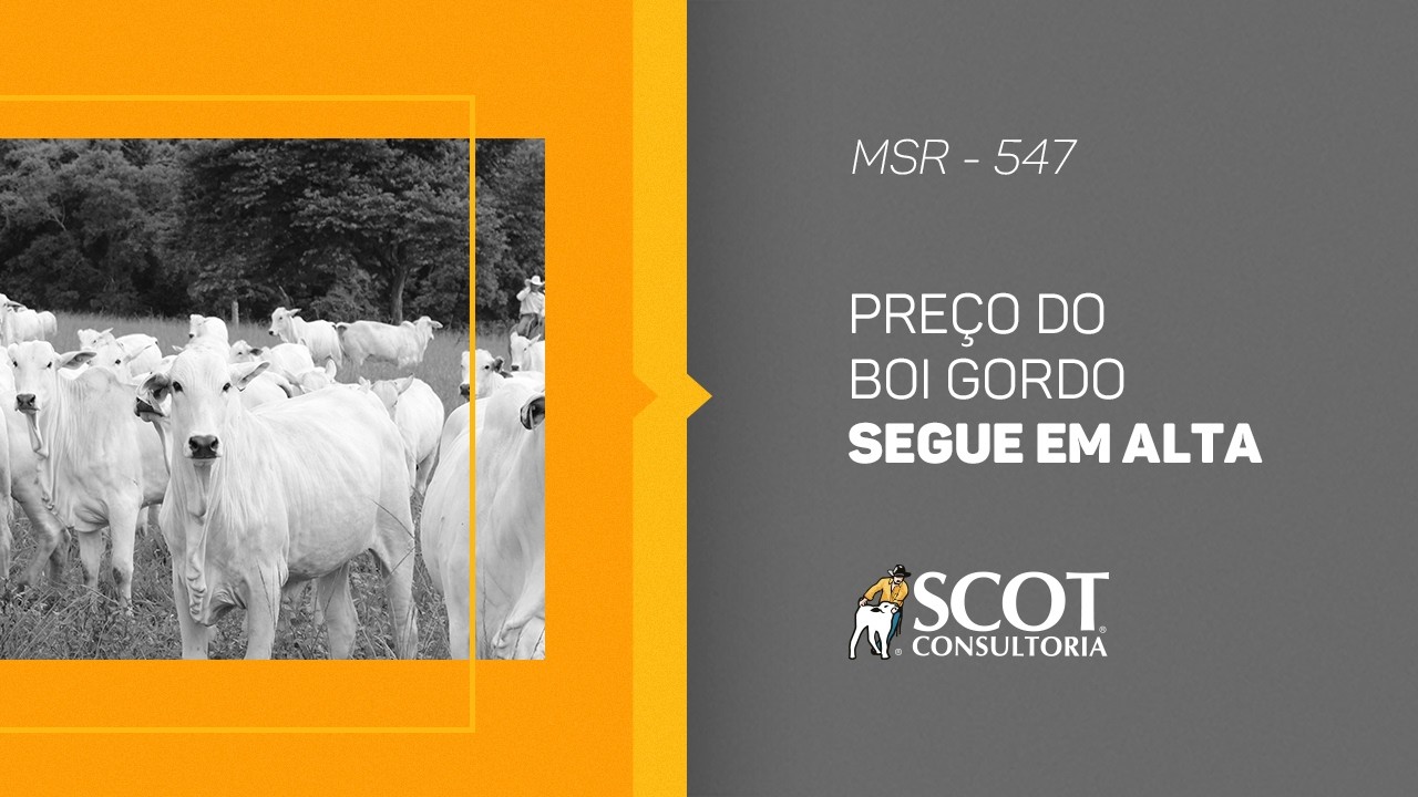 Mercado Sem Rodeios - Episódio 547 - Preço do boi gordo segue em alta