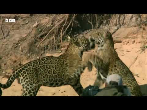 The Pantanal  The Land of Giant Animals   How Nature Works   BBC Earth   BBC Earth 1080p, h264, yout