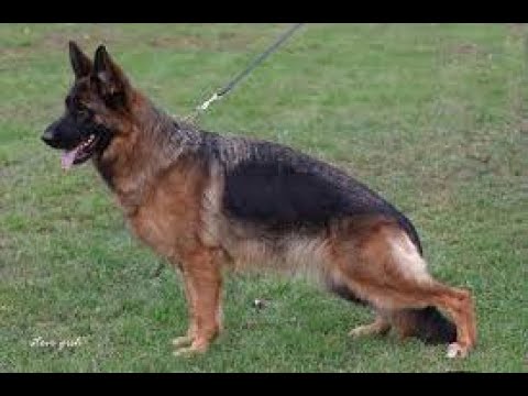 #BSZS2022 Nikita du Val d'Anzin