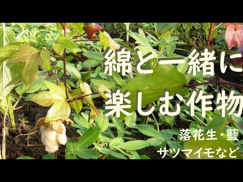 園芸 ワタ草、ワタ草、綿花