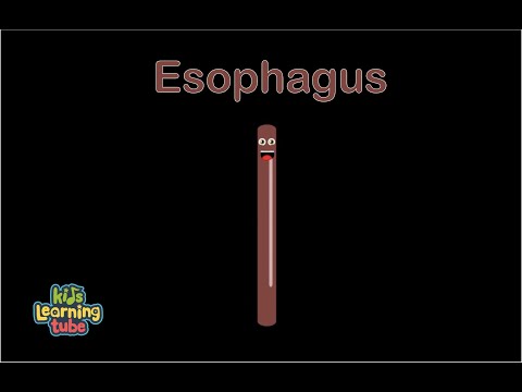 Human Body /Esophagus Song /Human Body Systems