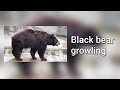 Black Bear Growling
