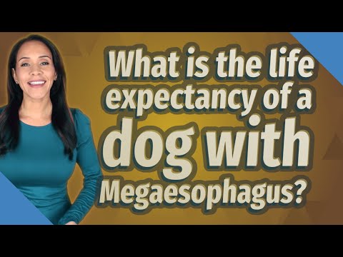 What is the life expectancy of a dog with Megaesophagus?