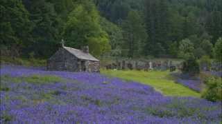 The Bluebells of Scotland....A Traditional Scottish Song with Lyrics