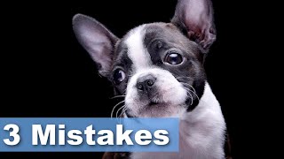 WORST Mistakes I Made Raising My First Boston Terrier (+ Survey)