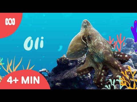 Oli's Ocean Adventures | Reef School