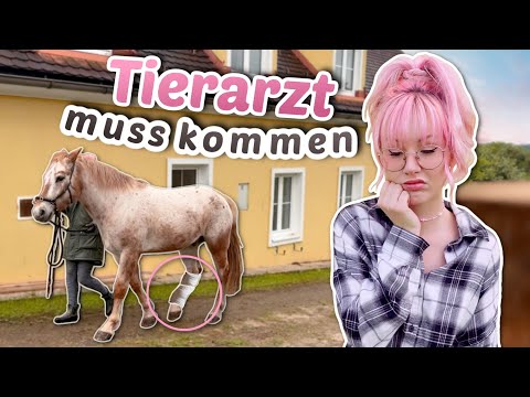 Tiran ist verletzt ❤️‍🩹 Was ist passiert? | ViktoriaSarina