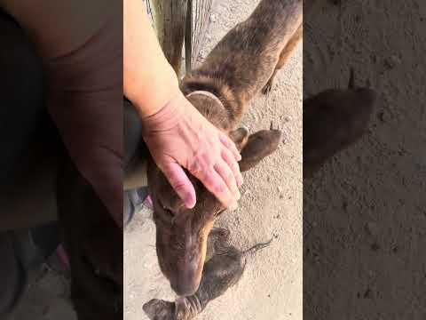 Vídeo de BROWNIE