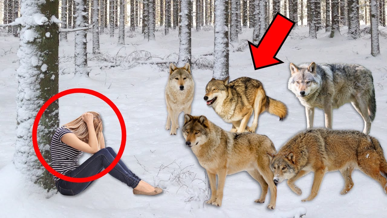 😱LOBOS RODEAN MUJER HERIDA Y ELLA CIERRA LOS OJOS PENSANDO QUE ERA EL FINAL, PERO SUCEDIÓ UN MILAGRO