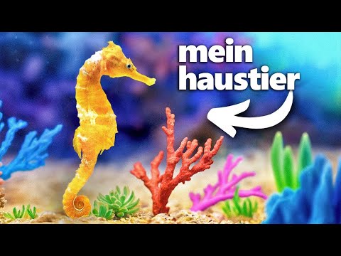 Ich Habe ein Korallenriff Gebaut (für mein seepferdchen)