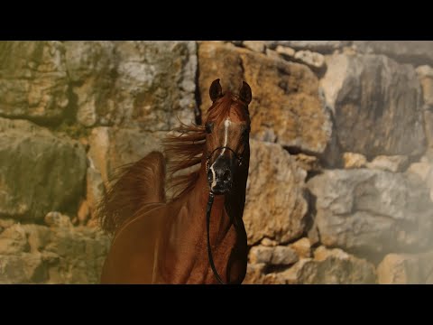 AJ NADER - (AJ Mardan x AJ Noor Kwestura), 2015 Chestnut Stallion