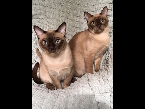 Tonkinese cats eating together