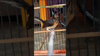 Download lagu Kretekan murai trotol fighter legit#burung#kretekanmuraitrotol#Shorts mp3 Download lagu Kretekan murai trotol fighter legit#burung#kretekanmuraitrotol#Shorts mp3