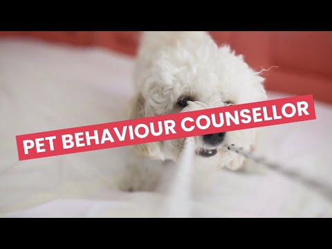 Pet behaviour counsellor video 1