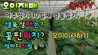 오이재배, 아주심기 30일째 영농일기, 오이생육상태, 꽃피는 위치, 오이 유인작업,몇 마디까지 자랐을까?[농…