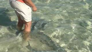 preview picture of video 'Coral Bay: Fish Feeding'