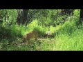 Mountain Lion And Black Bears