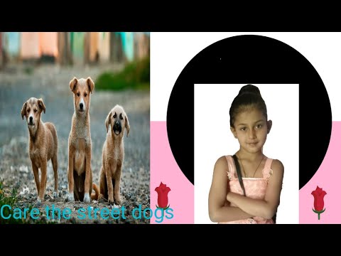 how to keep care of street dogs/animals care/sweet dogs/sweet puppy