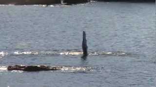 preview picture of video 'Whale in Nyksund, amazing!!'