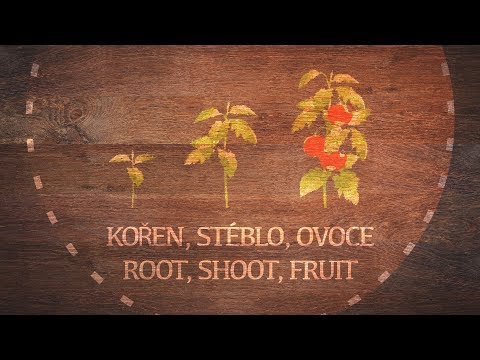 Kořen, stéblo, ovoce / Zdravá mysl, zdravá slova / Slovo a Duch