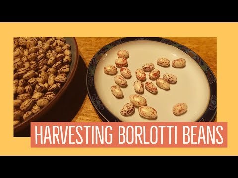 download lagu mp3 mp4 How To Freeze Fresh Borlotti Beans, download lagu How To Freeze Fresh Borlotti Beans gratis, unduh video klip How To Freeze Fresh Borlotti Beans