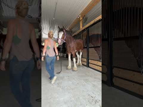 Wranglers need adjusting too #itsamandalee #horse #cowgirl