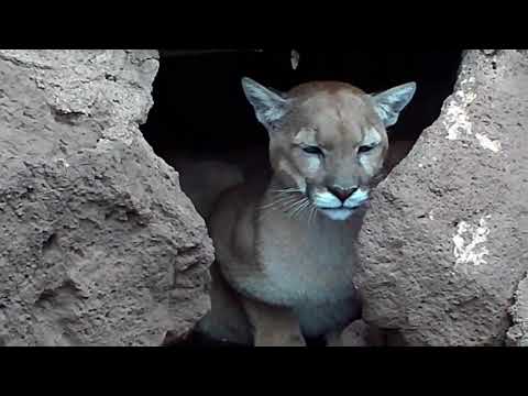 Смотреть Таблица для гадания (1 фото) видео Смотреть Таблица для гадания (1 фото) видео