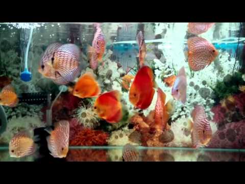 Discus Fish Aquarium Part 3, Taiping Malaysia