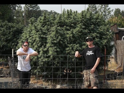 How To Grow Mendo Dope - On The Farm Class #2