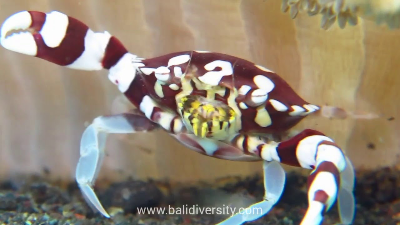 Harlequin Swimming Crab - A commensal relationship