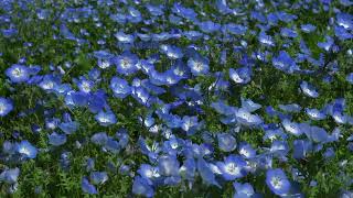 Download lagu 2004년 아시아 드라마 히트작 (FULL HOUSE / 100% SENORITA (TWINS) OST) mp3 Download lagu 2004년 아시아 드라마 히트작 (FULL HOUSE / 100% SENORITA (TWINS) OST) mp3