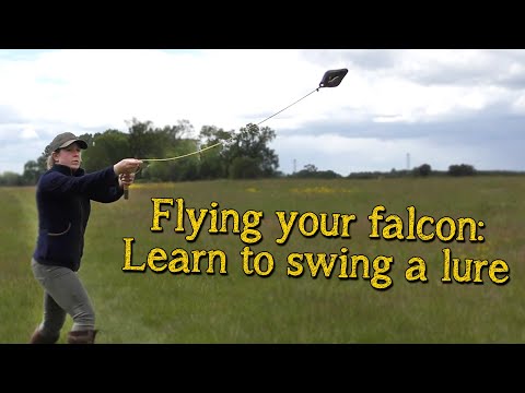Falconry Basics | Introduction To Lure Flying Your Falcon